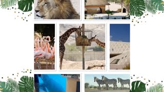 TRIP TO AL AIN ZOO & SAFARI PARK (LARGEST MAN-MADE SAFARI IN THE MIDDLE-EAST) 🦒🦓🐆🦧🦩🐘