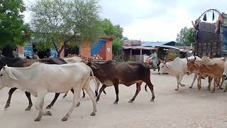 Cows are passing by the bus stop of Thar desert