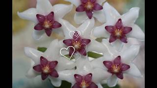 A Visit with Hoya sp.  aff.  engleriana 'Vietnam'