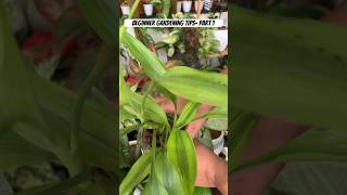 Beginner gardening tips part 1| best tips on growing indoor plants easily | #shorts