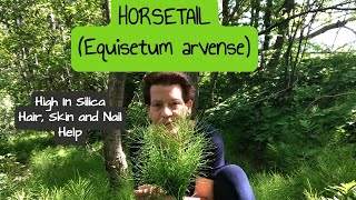 Horsetail For Hidden Natural Health | Its Been Around For Millions Of Years | Medicinal Herb Series