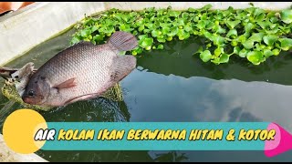 AIR KOLAM HITAM DAN KOTOR - CARA BUDIDAYA IKAN GURAME DI KOLAM BETON #ikan #budidaya #gurame