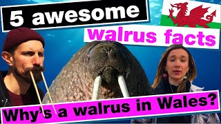 Five awesome walrus facts! #WallyTheWalrus