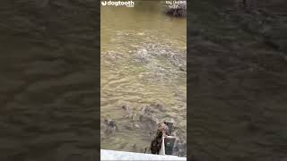 Plague of Fish Infests River || Dogtooth Media