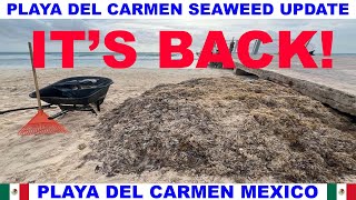 PLAYA  DEL CARMEN BEACH SEAWEED UPDATE - ITS BACK!