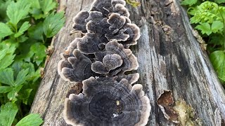 Turkey tail