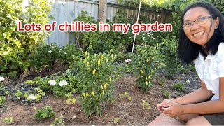 Lots of chillies in my garden #gardening  #hobby  #plants  #vegetables  #retiredlife  #garden