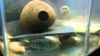 My cichlid pics