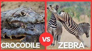 Crocodile vs Zebra