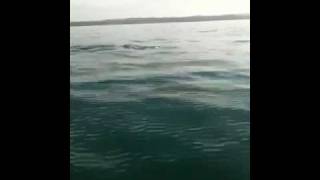 Kayaking with Dolphins.MOV