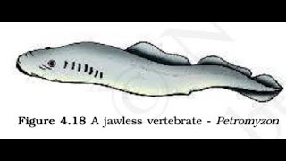 Animal Kingdom Class Cyclostomata