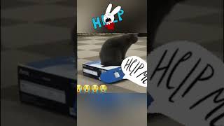 🐱 😁😃Funny cat videos | cute cats | Try not to laugh | Cat videos Compilation #shorts😁😃  🐈