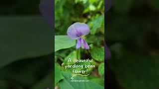 Yardlong Beans: The Unexpected But Beautiful Flowering Vegetable #shorts