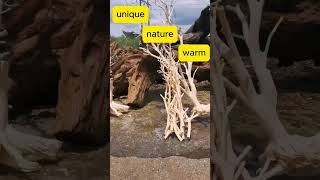 Master Woodworker Reveals Best Natural Wooden Branch Lamp Techniques