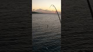 Mackerel on the float #fishing #mackarel #float #floatfishing #sea #seafishing