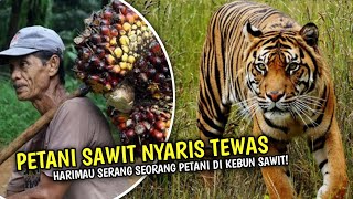 Sedang Berkebun di Hutan Sawit, Petani Sawit Nyaris Tewas Diterkam Harimau