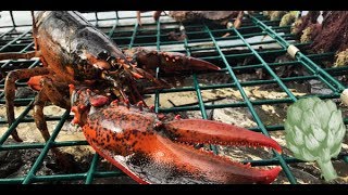 How Lobster Gets on Your Plate | Potluck Video