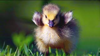 🐥BABIES EVERYWHERE! Gosling Stampede at Burnaby Lake🐥