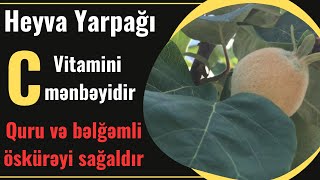 Quru və Bəlğəmli ÖSKÜRƏYİN DƏRMANI | İmmuniteti gücləndiriri #xeberler #xəbərlər