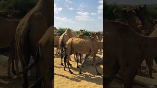 Male camel drinking water with female camels #shorts