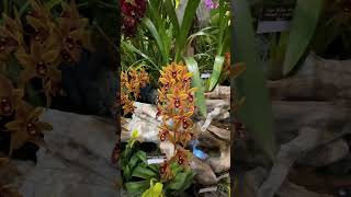 ✅Hermosa Cymbidium 🧡shorts#orchid#cymbidium#orchidshow#spring#flowers#viralvideo