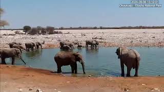 Trunk must be Temporarily Out of Order!! AFRISQUATCH REFLECTIONS!