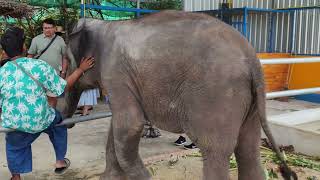 Baby Elephant Feeding