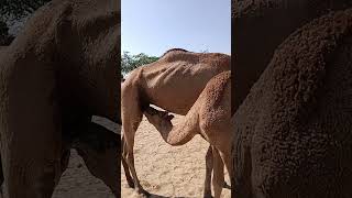 The people of the desert have extracted 🐪milk🐪 from the beautiful camel🙌💫