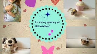 In Loving Memory Of Delilah xxx