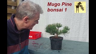 Mugo Pine bonsai 1