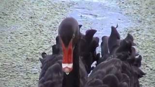 'Swan Lake' (Black Swans & Cygnets at Lake Wendouree, Ballarat, Australia)