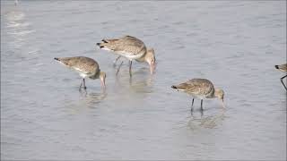 black tailed godwit