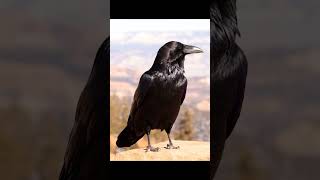 Black Crow #crow #blackcrow #crowsound #crowlovers #birdsofprey #birds #birdslover #video #viral