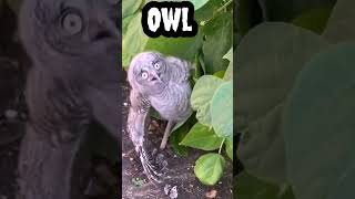 Owl #shorts #viral #trending