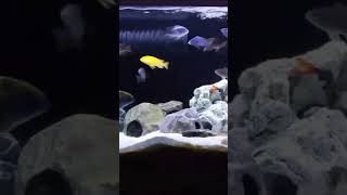 Cichlid Tank | #shorts