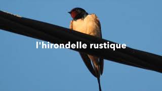 hirondelle rustique