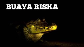 BUAYA RISKA