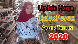 Update Harga Telur Puyuh Terbaru Akhir Tahun 2020