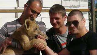 Львица из Энгельса временно находится в Пензенском зоопарке