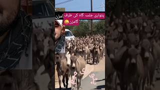 پٹواری باٶ جی کا بکواس سننے جلسے کی طرف گامزن😜😃