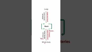 NCERT class X Role of heart-blood circulation #heart #ncert #class10science #science #cbseclass10