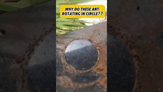 Why do these ants spin in circles? #factsdaily #factshorts #uniqueshorts