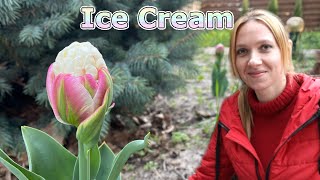 Тюльпаны Ice Cream 🌷 Ванильное мороженое под елочкой 🌲ОНИ ВОСХИТИТЕЛЬНЫ 😍