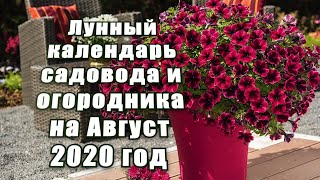 ЛУННЫЙ КАЛЕНДАРЬ САДОВОДА-ОГОРОДНИКА НА АВГУСТ 2020