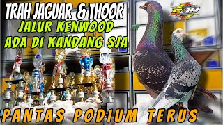 TRAH JAGUAR|THOR|ZEUS|GRENDASEBA TERYATA DI KANDANG SJA PROGRESIF