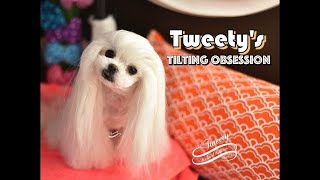 Tweety's TREAT OBSESSION: Maltese Tweety Divenire Piano and Cello Cover by EMMA LEE Cello 말티즈