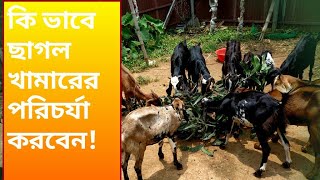 কি ভাবে ছাগল খামারের পরিচর্যা করবেন //ছাগলের খামার পরিচর্যা //