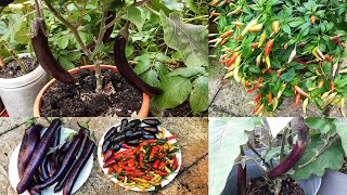 Harvesting Deshi Vegetables || Shokher Bagan 2023 || Gardening UK