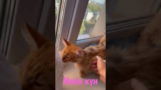 Мейн кун. Девочки-лисички 😻 #shorts