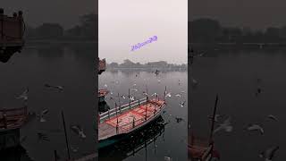 Birds at Yamuna Ji #yamuna #birds #bhakti #nature #mathura #vishramghat #note8pro 📷